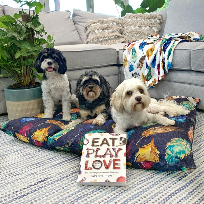 Using Positive Reinforcement for "On Your Bed" Training with Lara Shannon from Pooches at Play