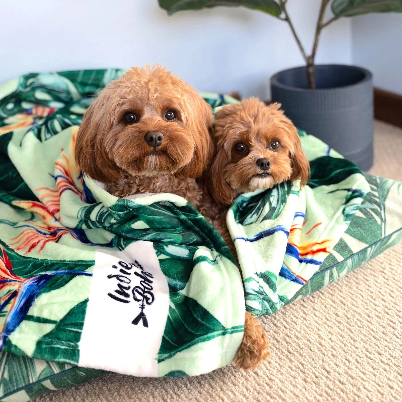 Tropical washable dog bed and blankets