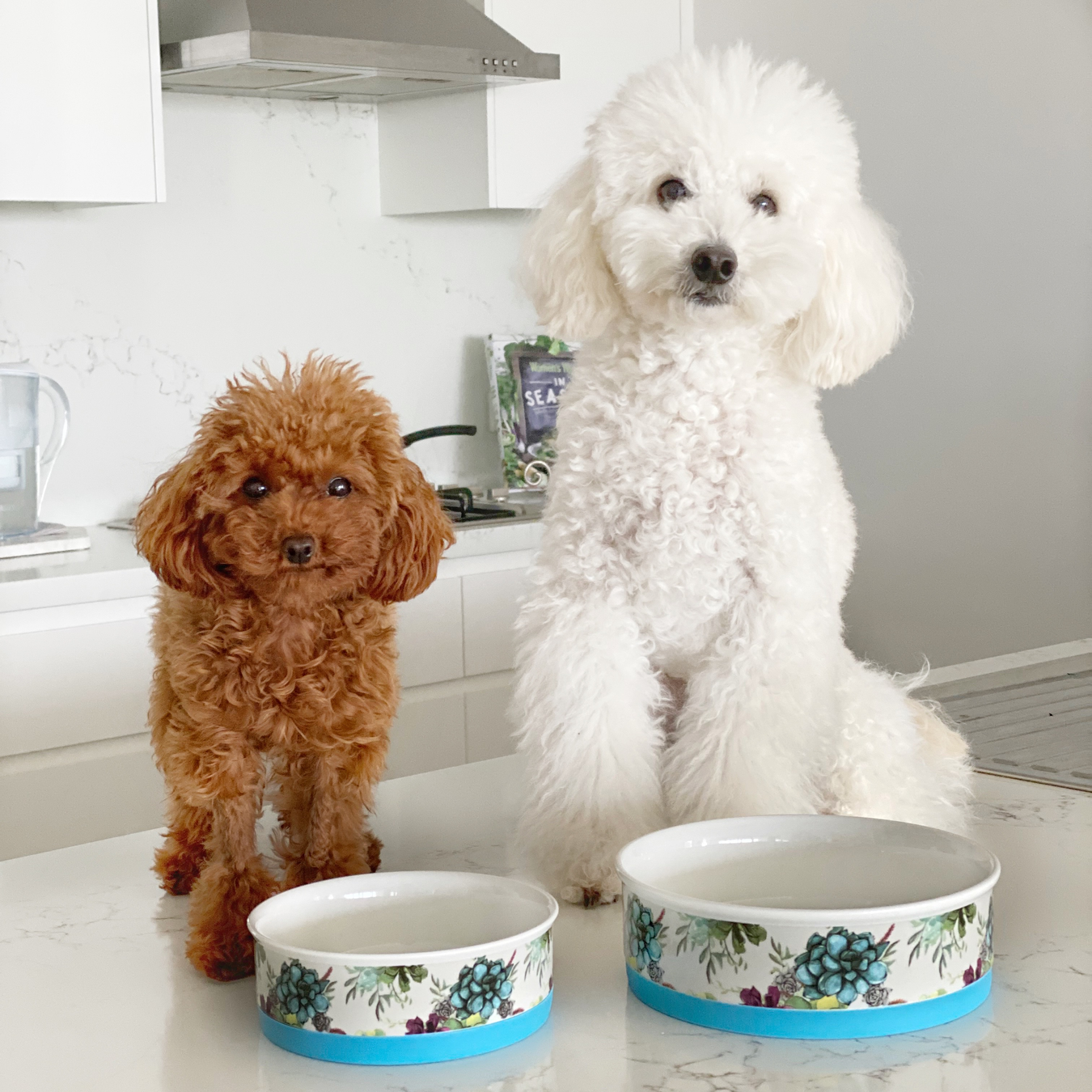 Dog And Cat & Water Bowls