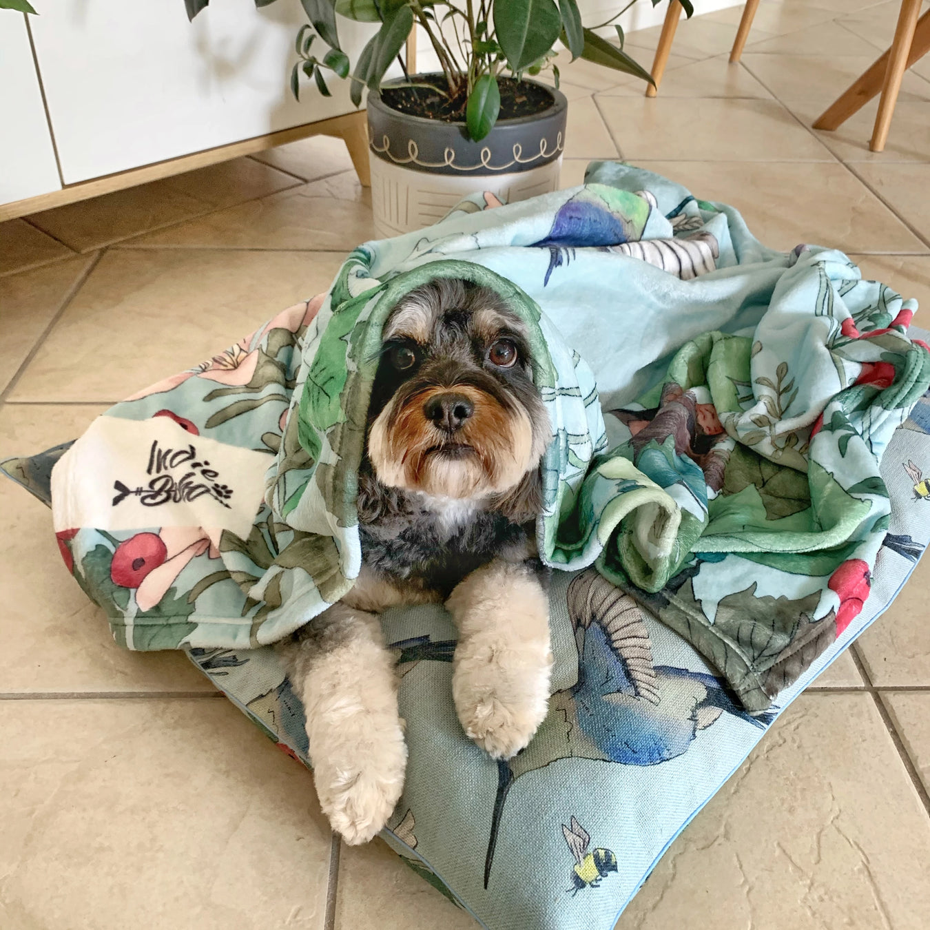 Washable dog beds and blankets Australia