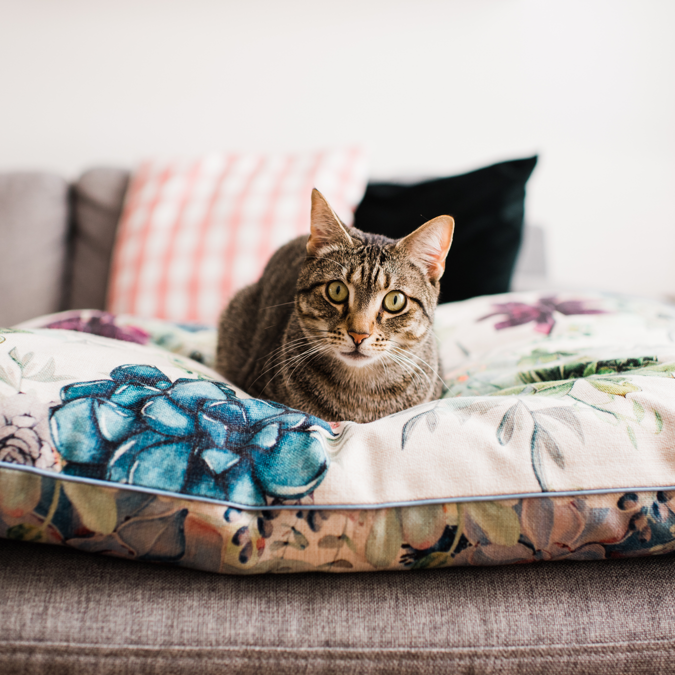 Beautiful indoor washable cat and puppy beds Australia