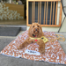 Cafe mat or blanket for dogs with cute cavoodle