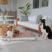 Hige boucle dog bed Australia border collies