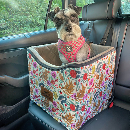 schnauzer in best dog car booster seat Australia