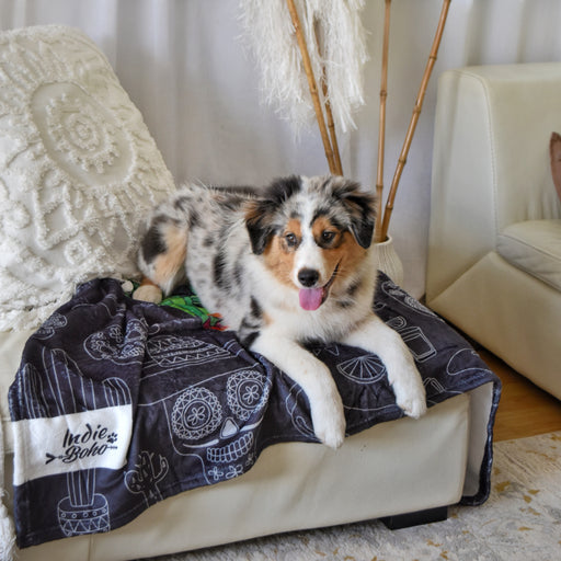 Dog blankets australia best sale