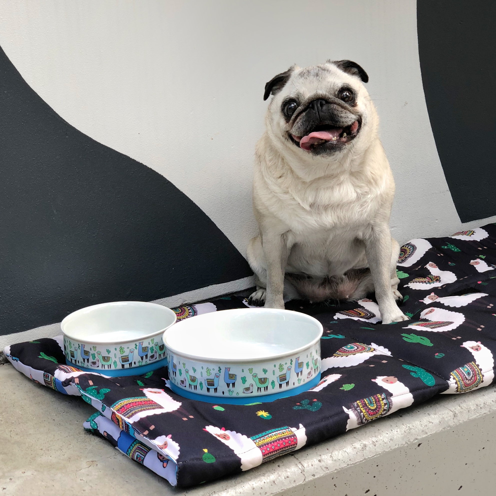 Designer dog outlet bowls australia