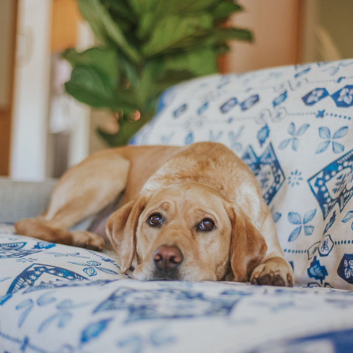 pet couch cover Australia beautiful designs