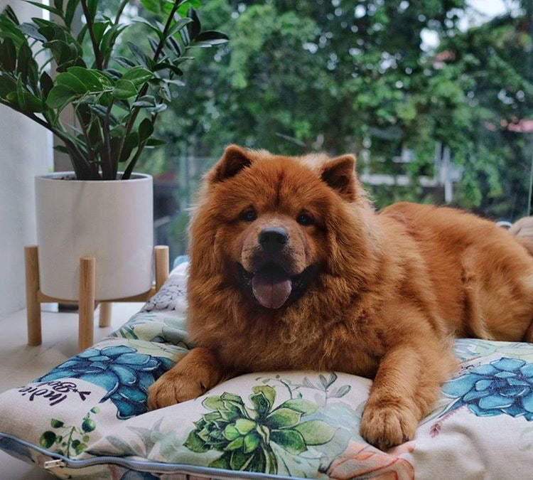 Puppy loves this designer bed