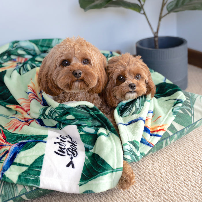 Big bed for two dogs to share Australia Tropical