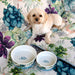 Ceramic Dog Bowl Set